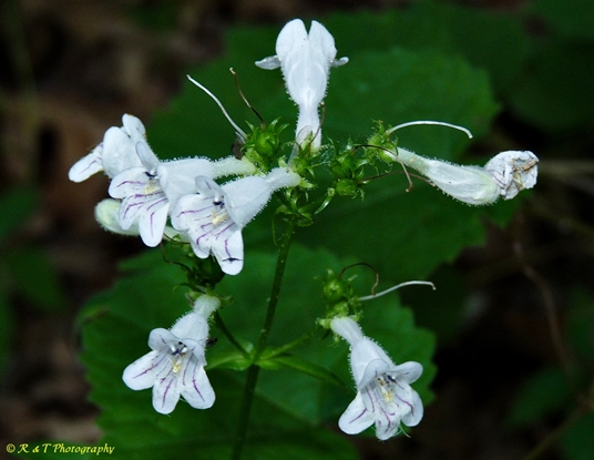 {Penstemon laevigatus}